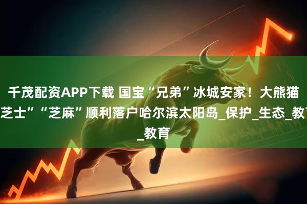 千茂配资APP下载 国宝“兄弟”冰城安家！大熊猫“芝士”“芝麻”顺利落户哈尔滨太阳岛_保护_生态_教育